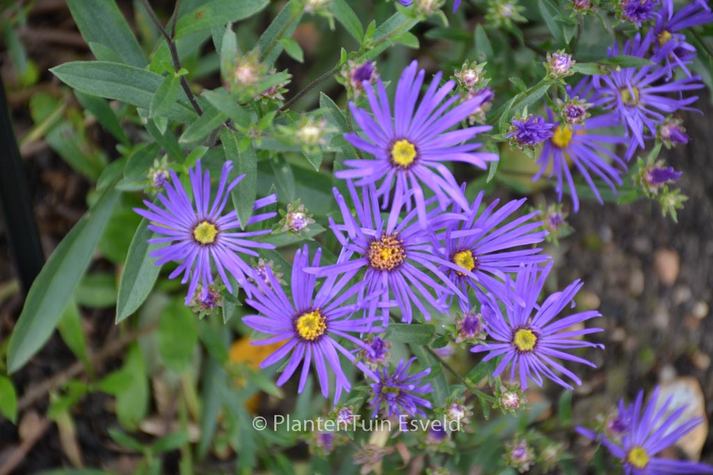 Aster amellus ‘Veilchenkoenigin’