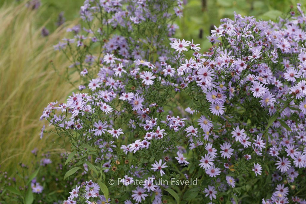 Aster cordifolius ‘Blue Heaven’