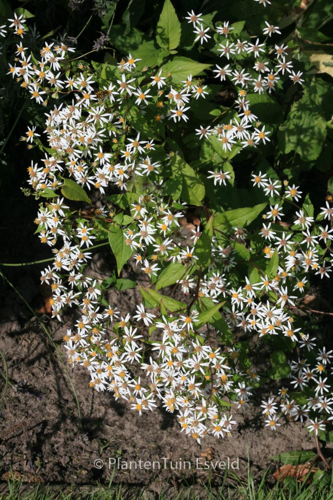 Aster cordifolius ‘Silver Spray’