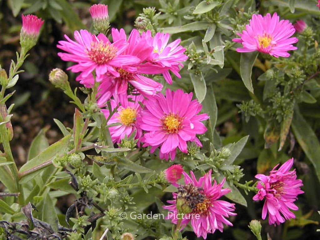 Aster dumosus ‘Anneke’