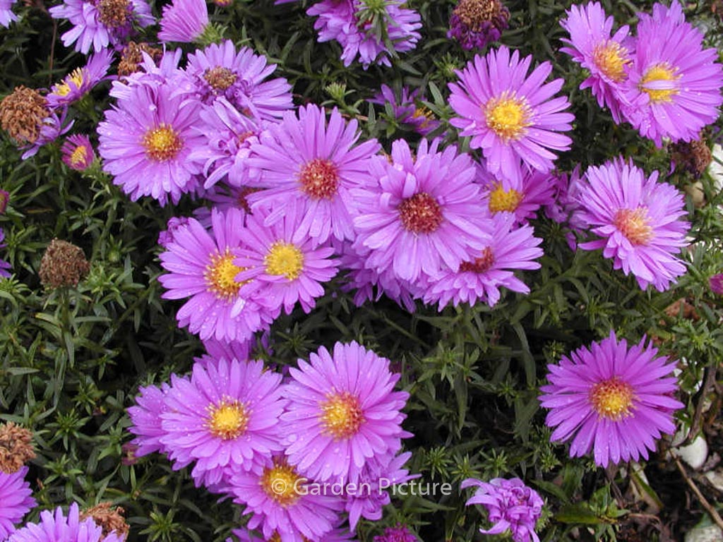 Aster dumosus ‘Augenweide’