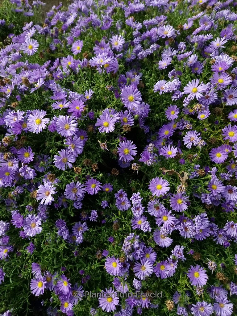 Aster dumosus ‘Azurro’
