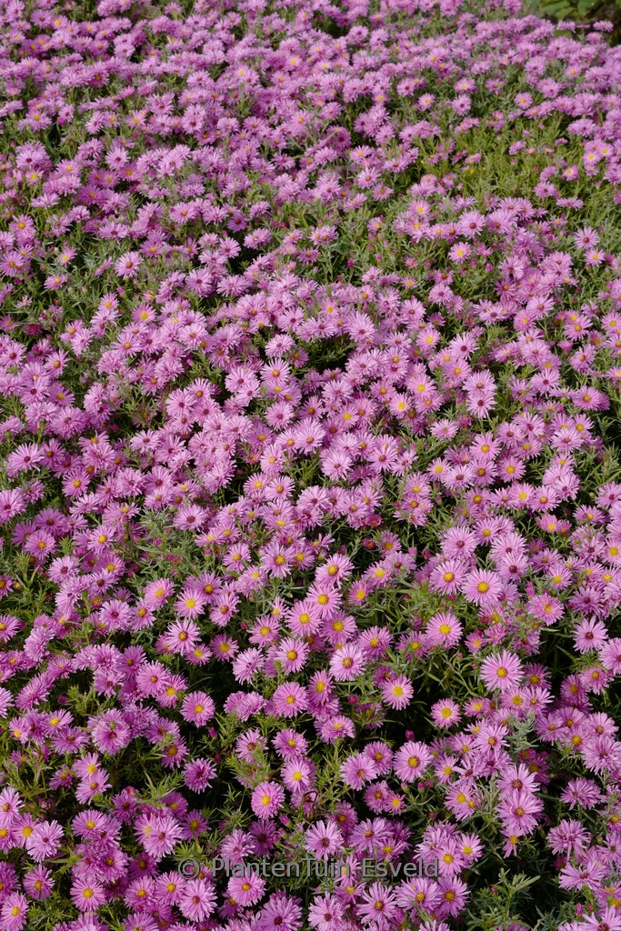 Aster dumosus ‘Marjorie’