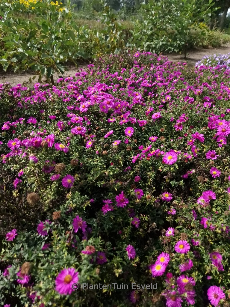Aster dumosus ‘Starlight’