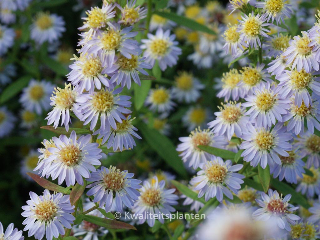 Aster ericoides ‘Blue Star’