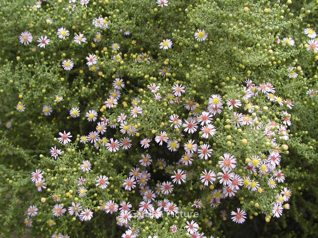 Aster ericoides ‘Lovely’