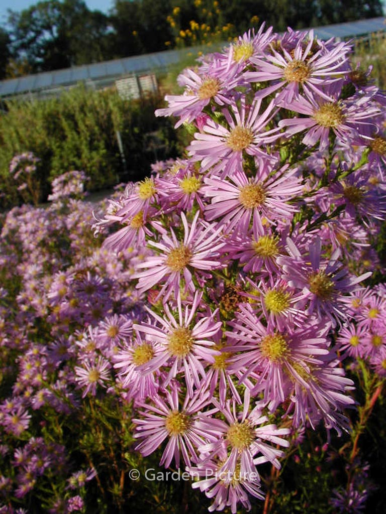 Aster ericoides ‘Pink Cloud’