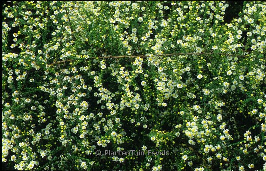 Aster ericoides ‘Schneetanne’