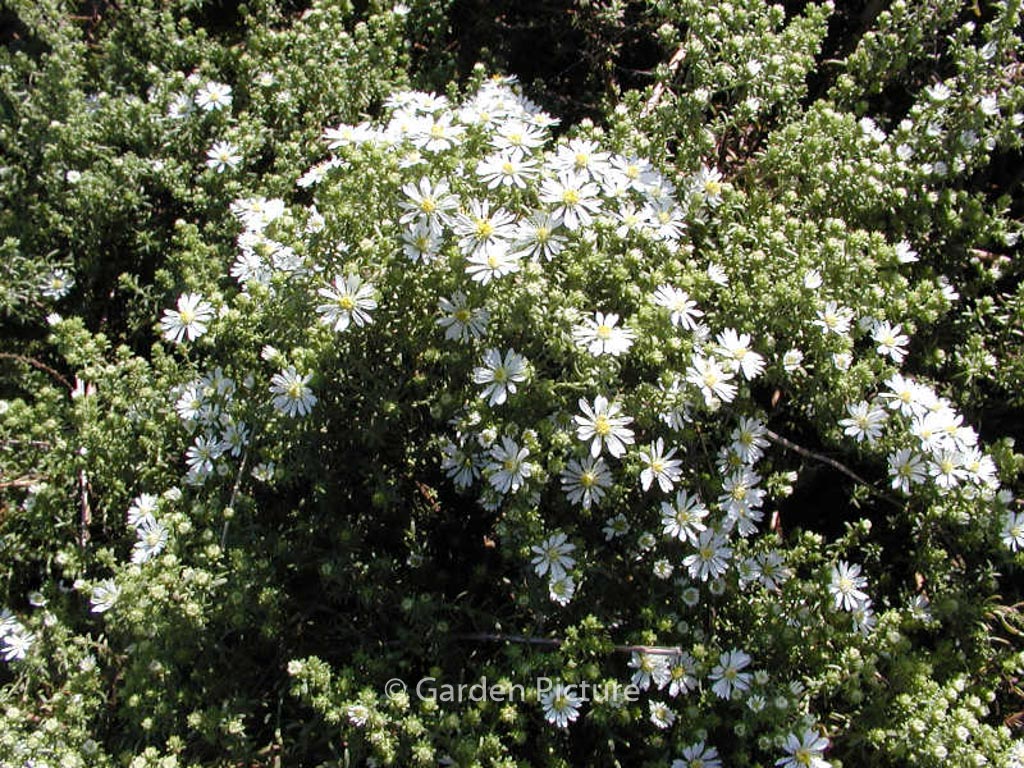 Aster ericoides ‘Snowflurry’