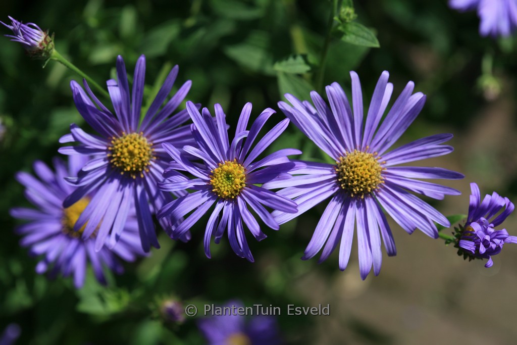 Aster frikartii ‘Wunder von Stäfa’