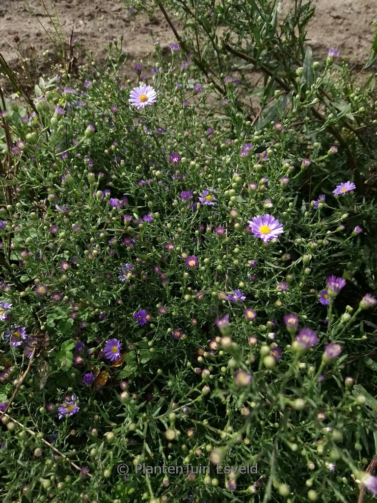 Aster laevis ‘Blauschleier’