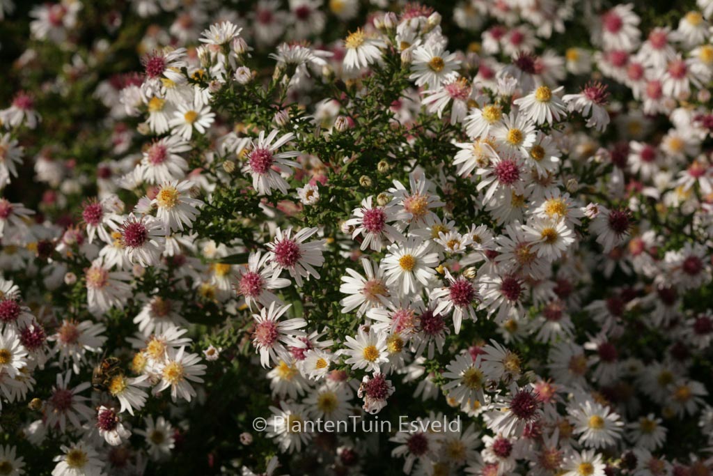 Aster lateriflorus ‘Chloe’