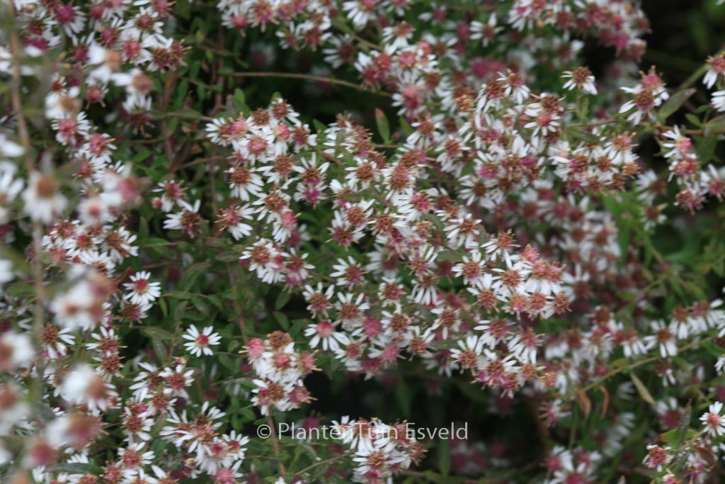 Aster lateriflorus ‘Lady in Black’