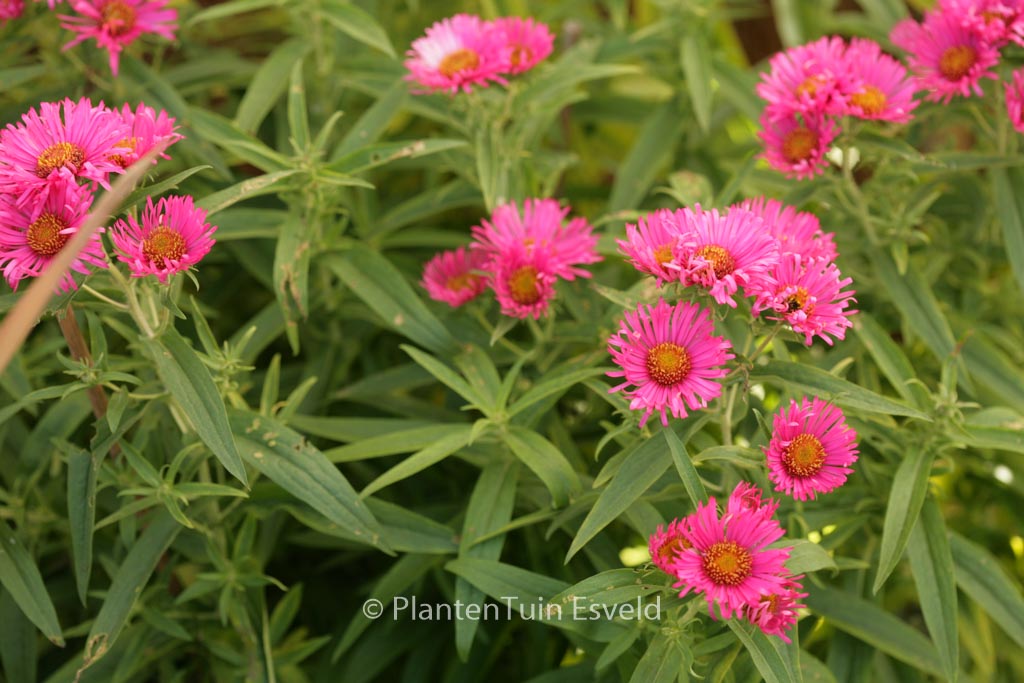 Aster novae-angliae ‘Andenken an Alma Poetschke’