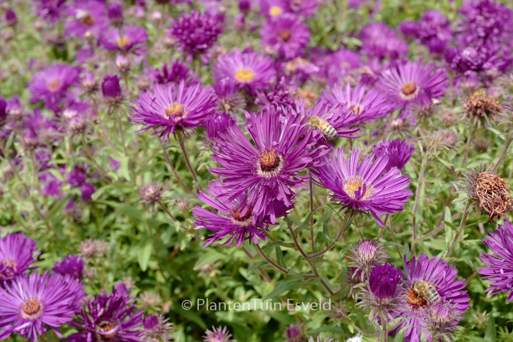 Aster novae-angliae ‘Helen Picton’