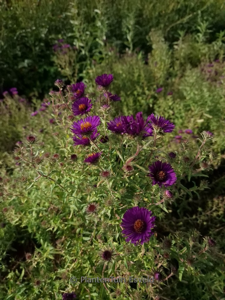 Aster novae-angliae ‘Nachtauge’