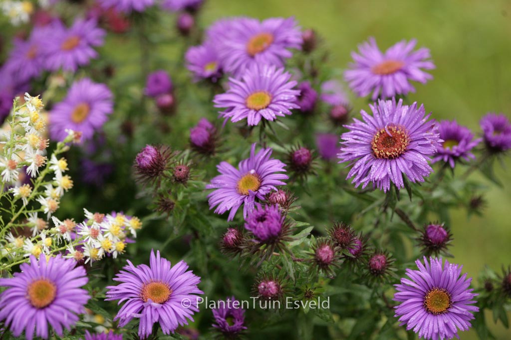 Aster novae-angliae ‘Purple Dome’