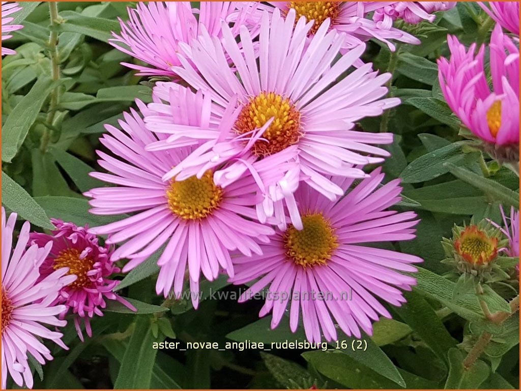 Aster novae-angliae ‘Rudelsburg’