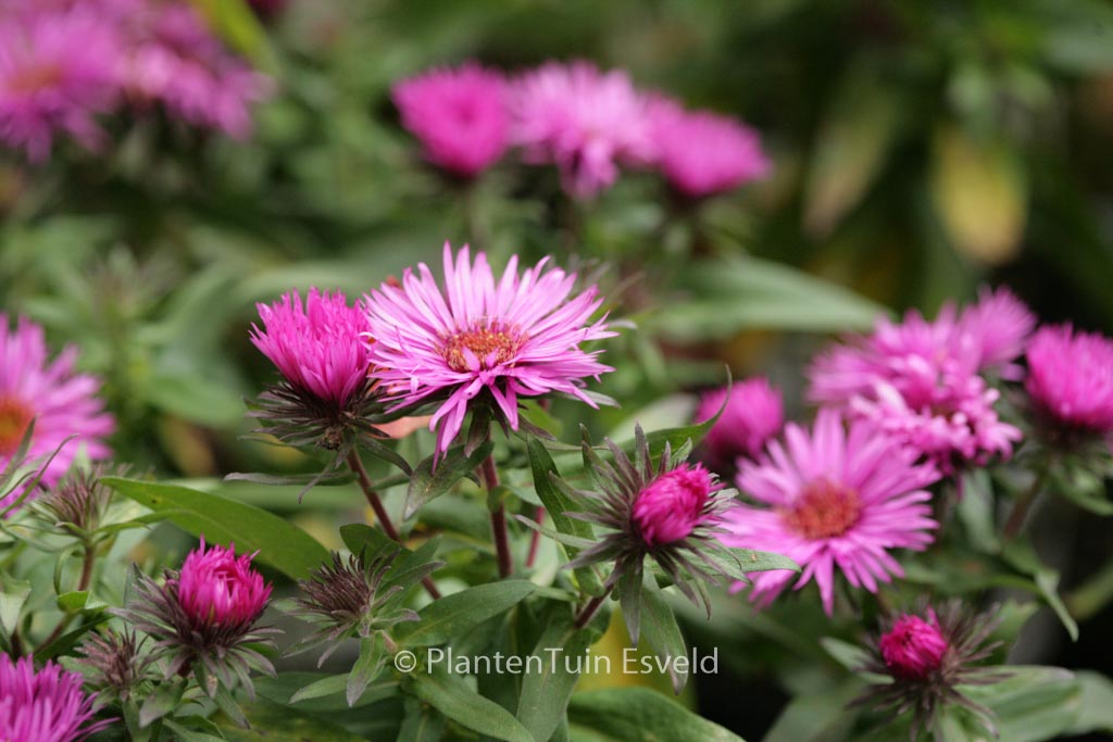 Aster novae-angliae ‘Vibrant Dome’