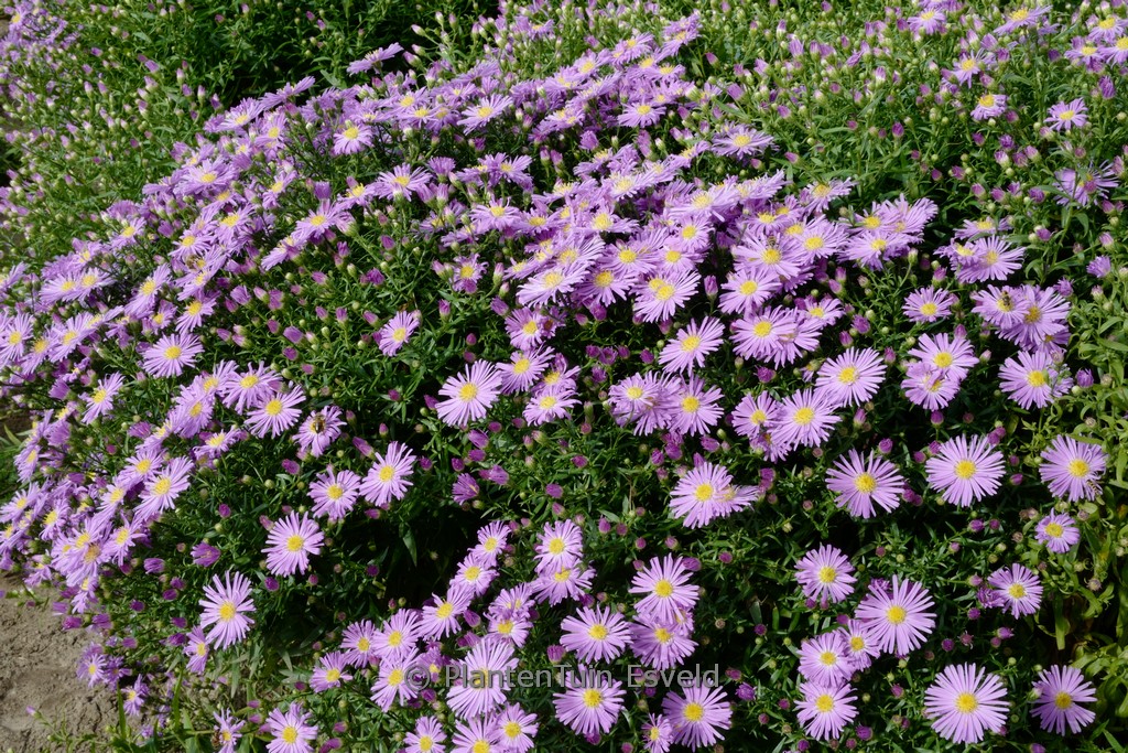 Aster novi-belgii ‘Blütenmeer’