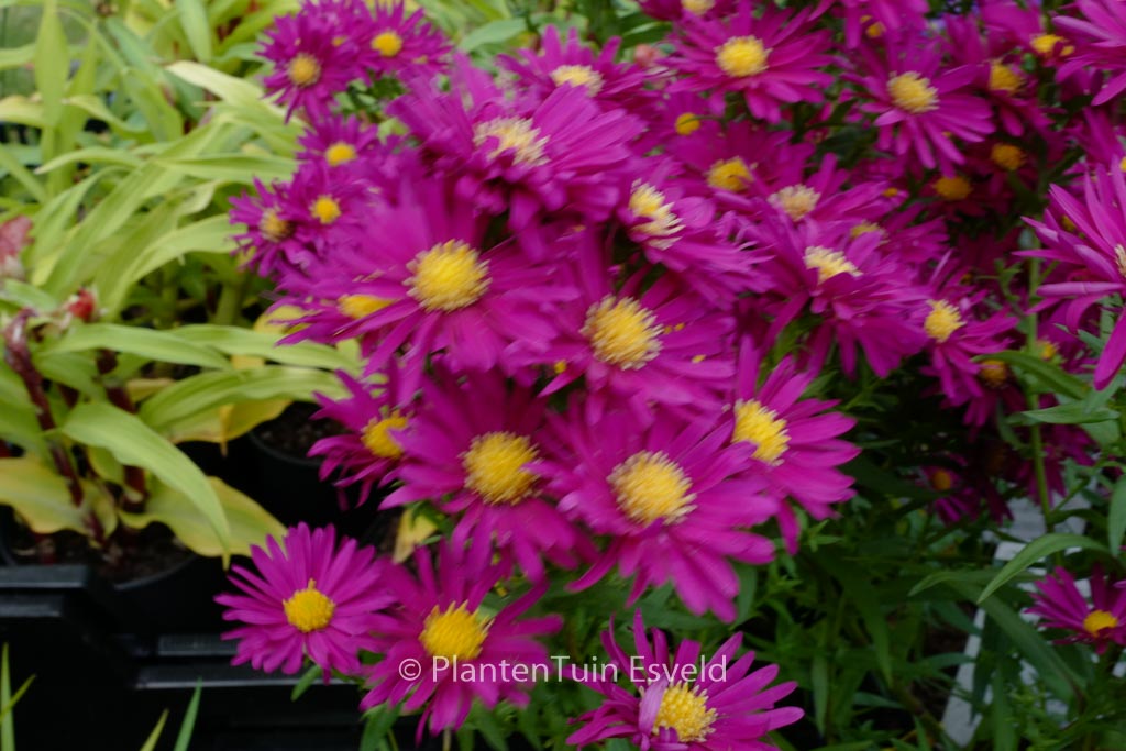 Aster novi-belgii ‘Crimson Brocade’