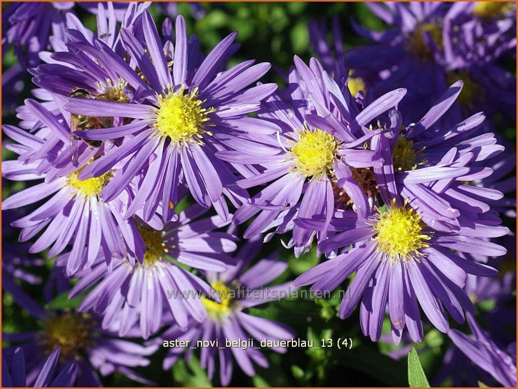 Aster novi-belgii ‘Dauerblau’