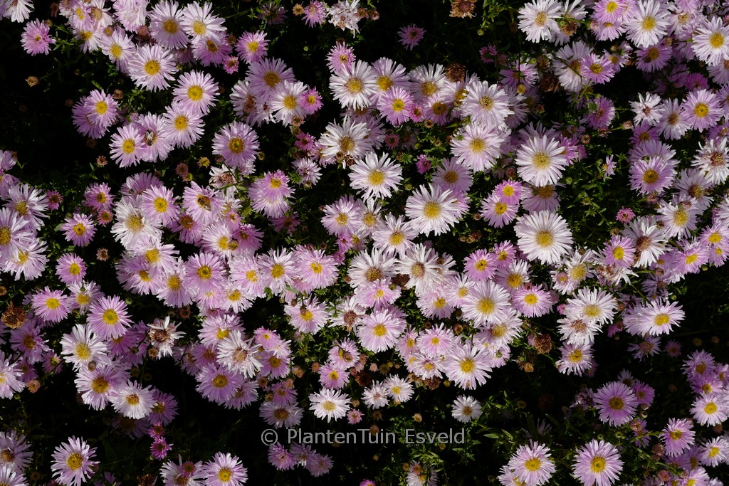 Aster novi-belgii ‘Fellowship’