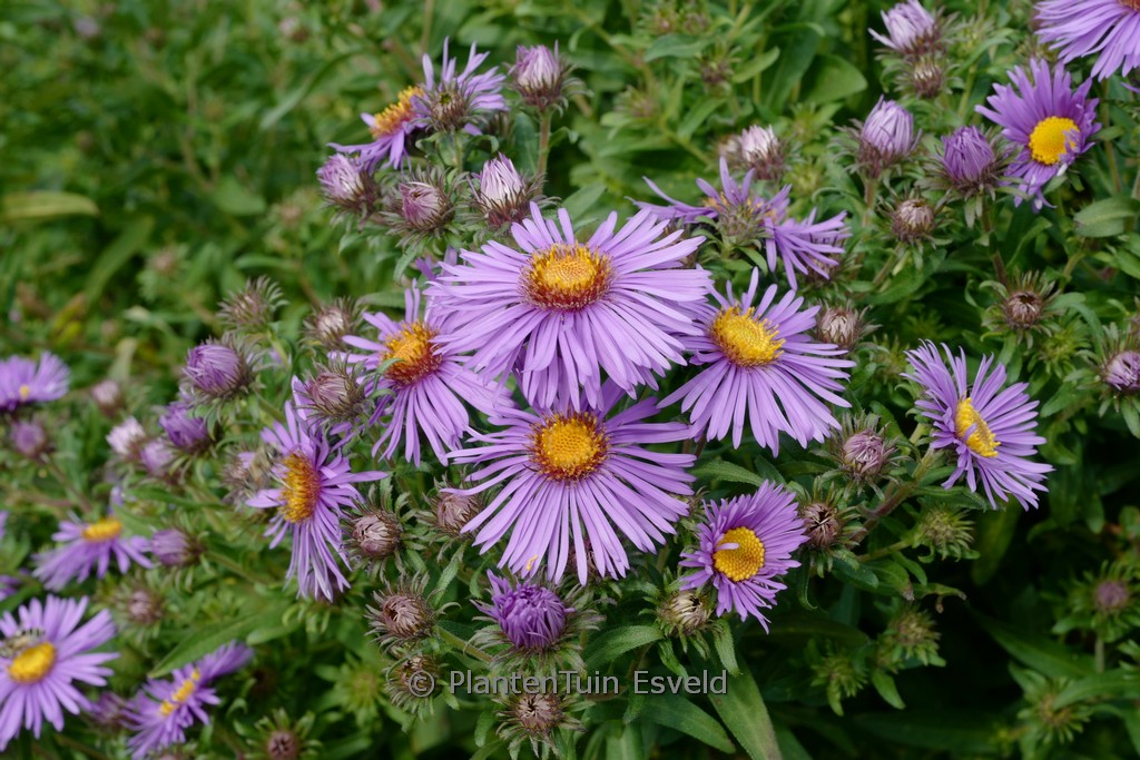 Aster novi-belgii ‘Guido en Gezelle’