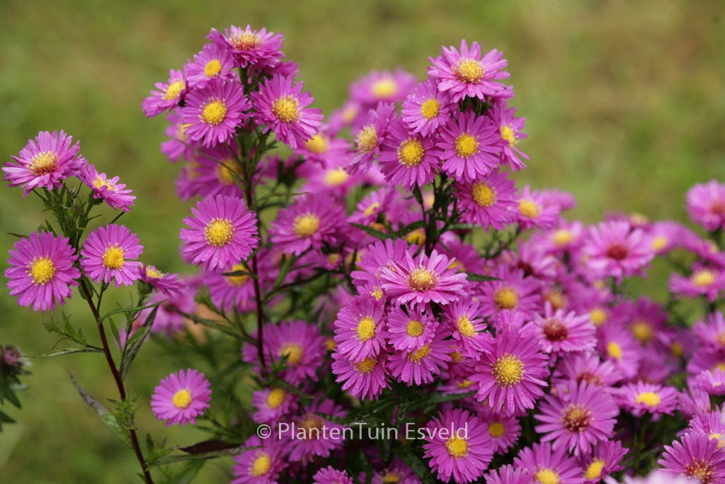 Aster novi-belgii ‘Karminkuppel’