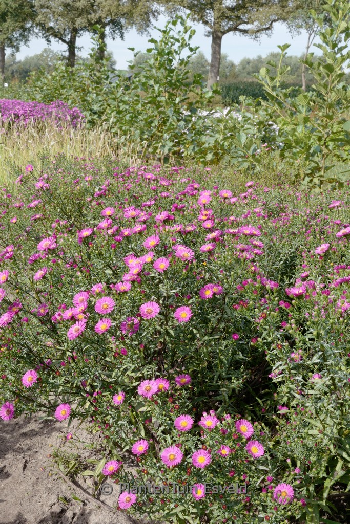 Aster novi-belgii ‘Lisette’
