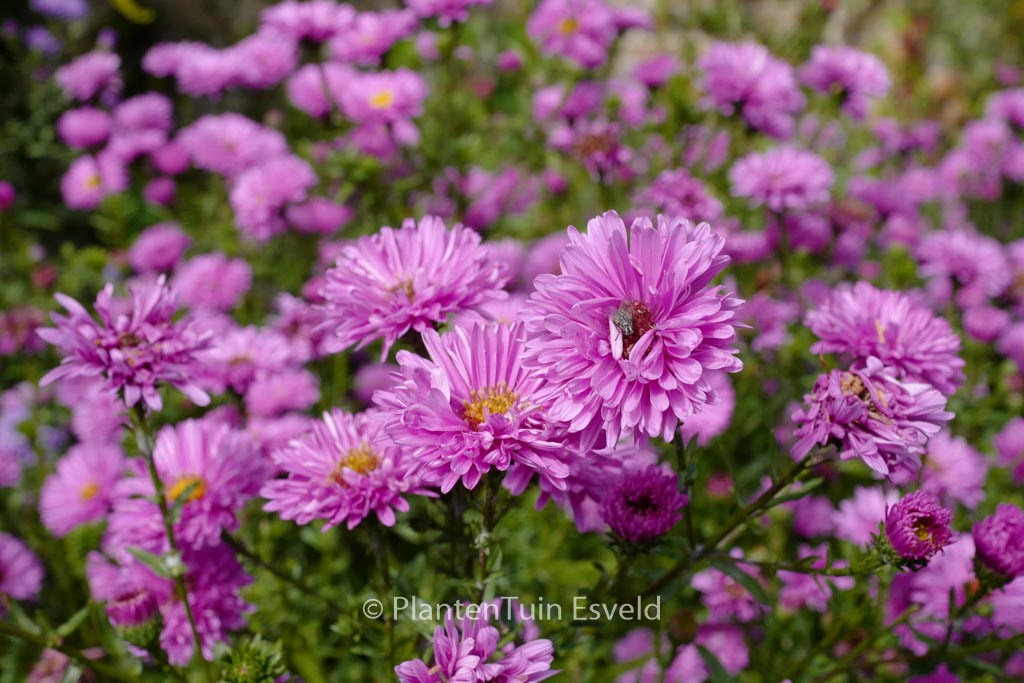 Aster novi-belgii ‘Marie Ballard’