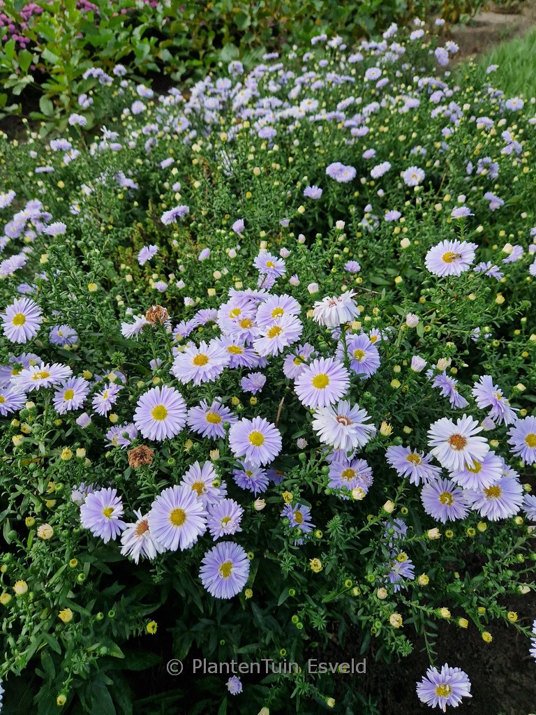 Aster novi-belgii ‘Porzellan’