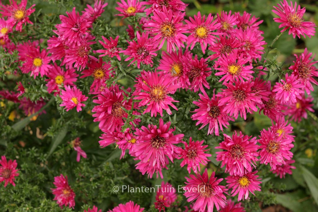 Aster novi-belgii ‘Royal Ruby’