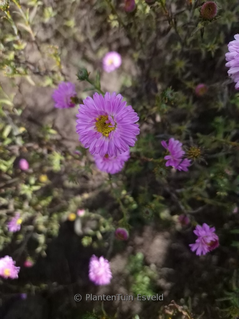 Aster novi-belgii ‘Sarah Ballard’