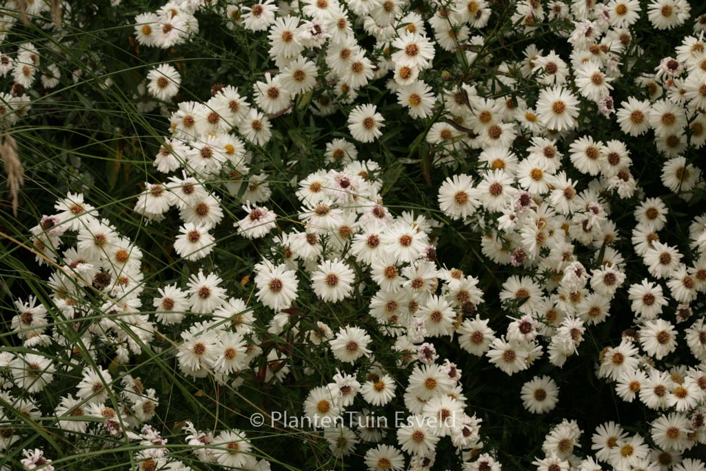 Aster novi-belgii ‘White Ladies’