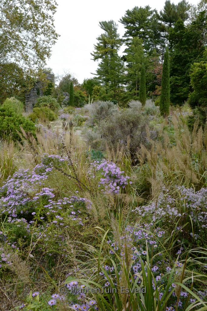 Aster oblongifolius ‘October Skies’