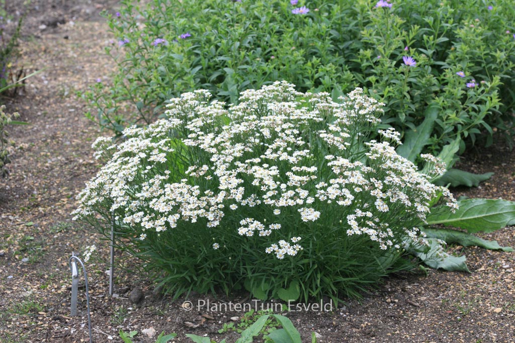 Aster ptarmicoides ‘Major’