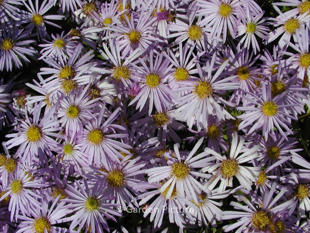 Aster pyrenaeus ‘Lutetia’