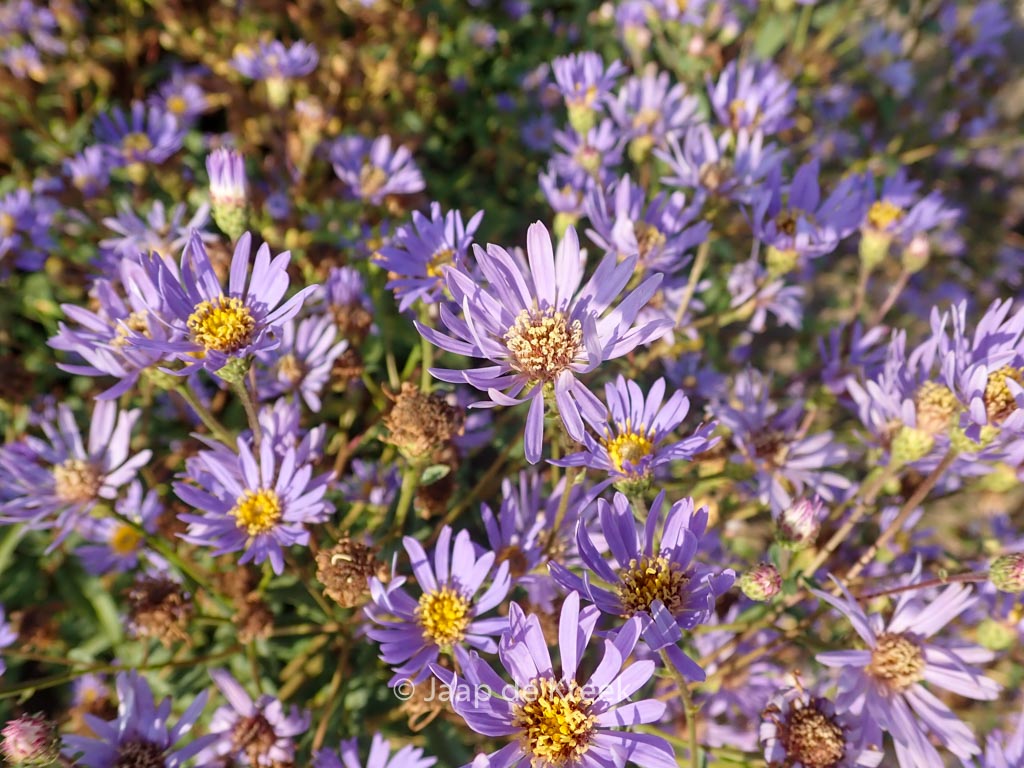 Aster radula ‘August Sky’