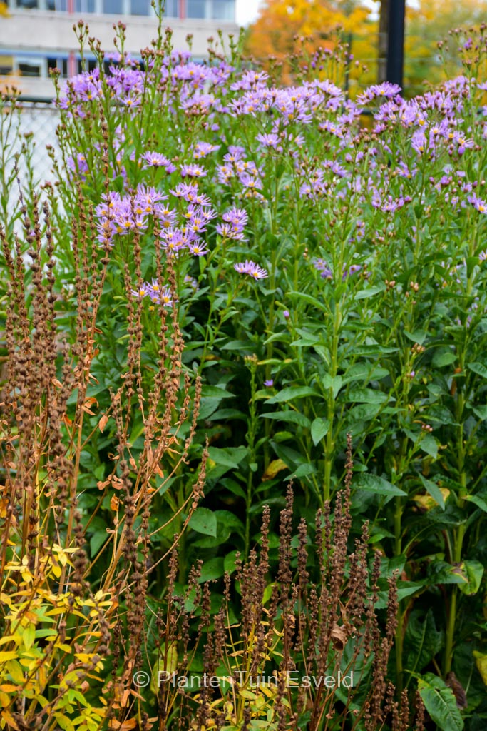 Aster tataricus ‘Jindai’
