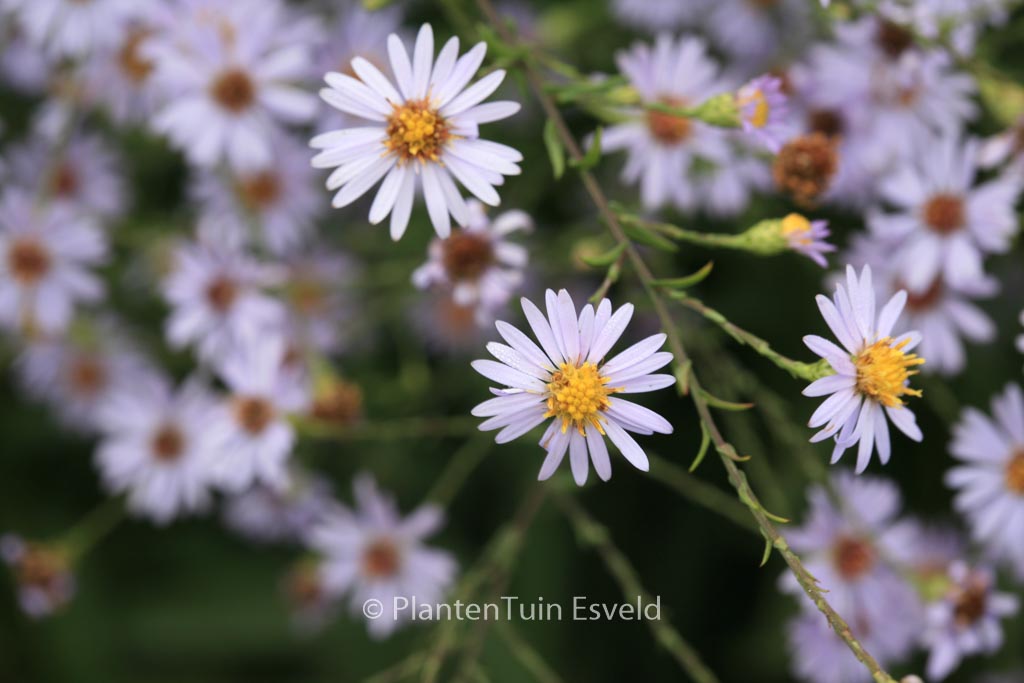 Aster turbinellus