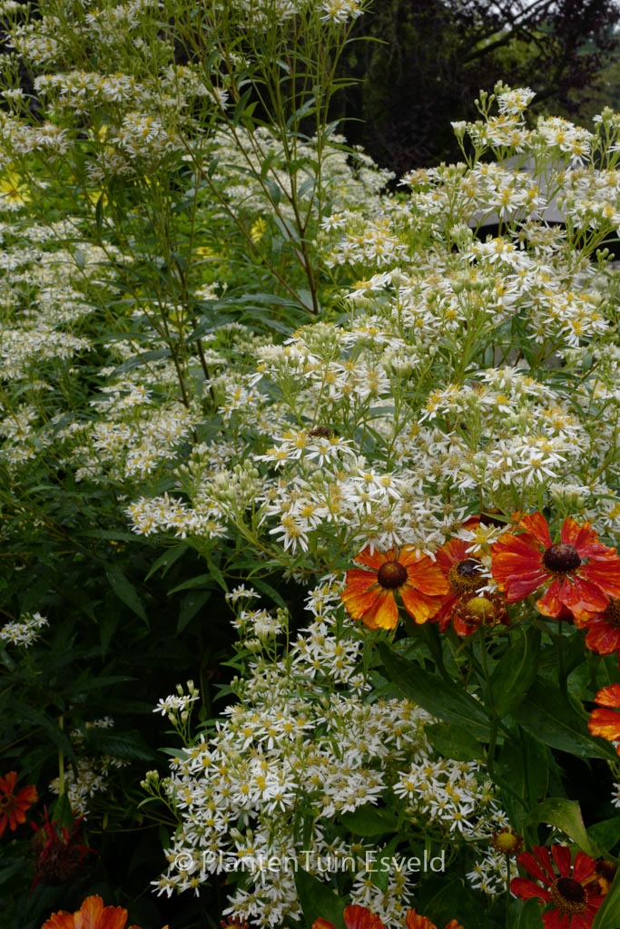 Aster umbellatus