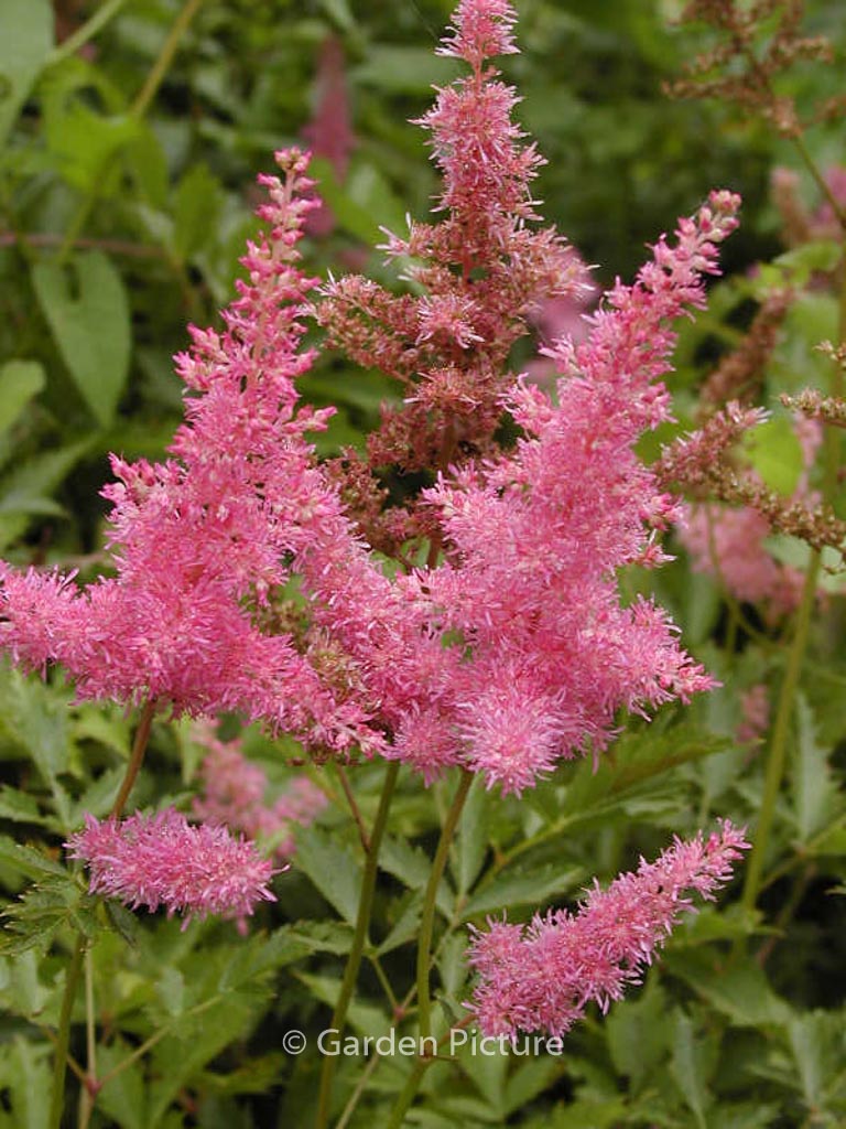 Astilbe ‘Anita Pfeffer’