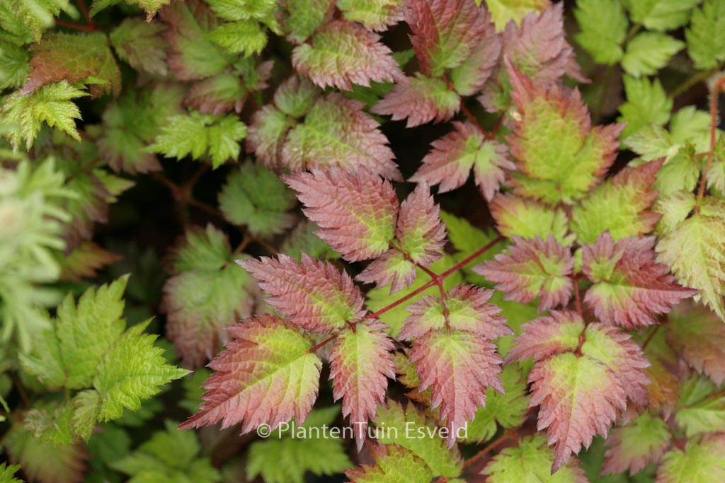 Astilbe ‘Color Flash’