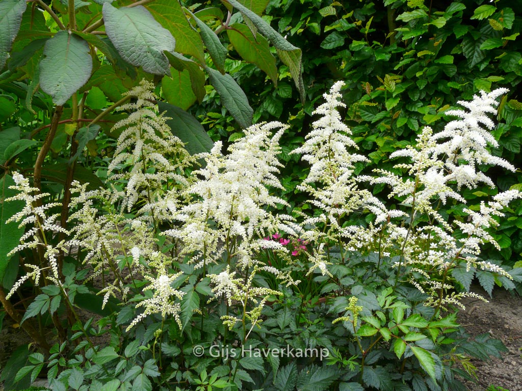 Astilbe ‘Deutschland’