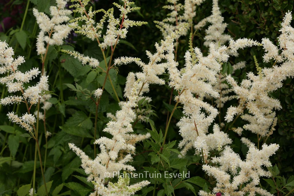 Astilbe ‘Diamant’
