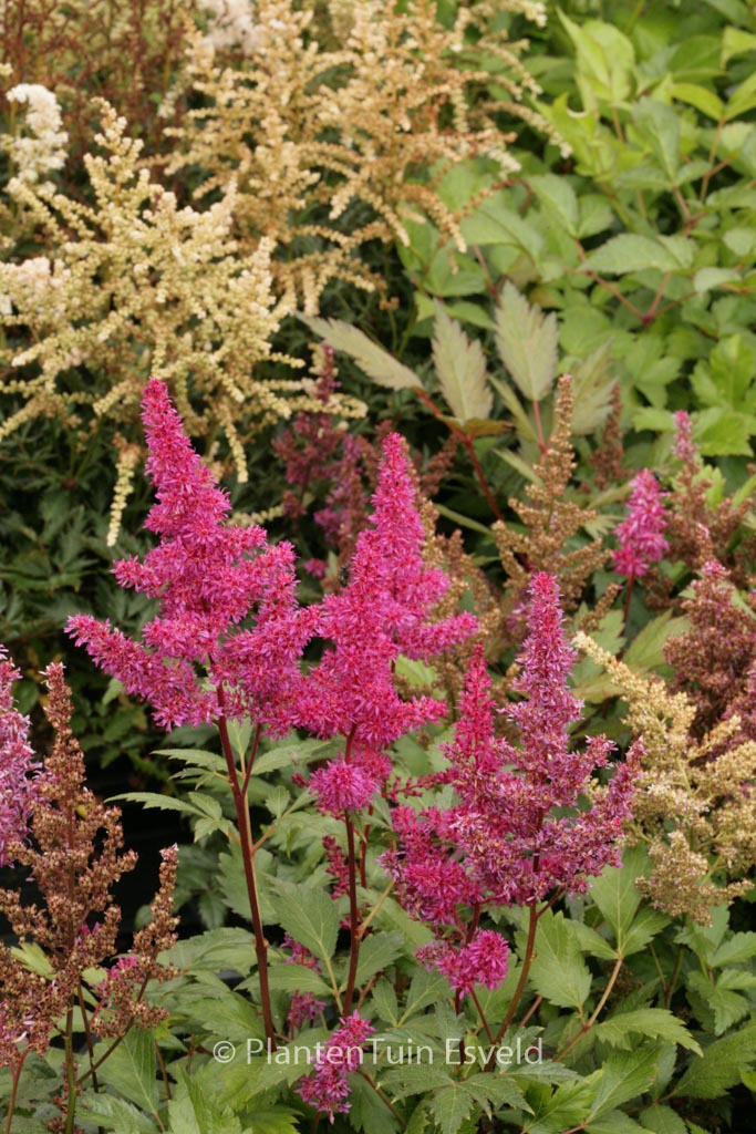 Astilbe ‘Elisabeth van Veen’