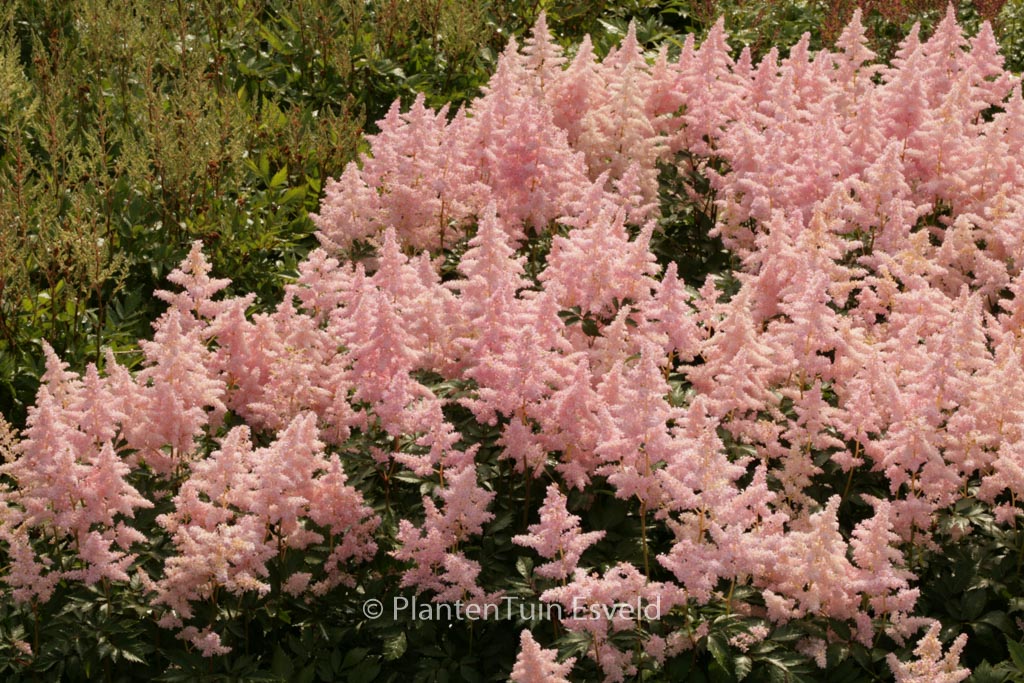 Astilbe ‘Europa’