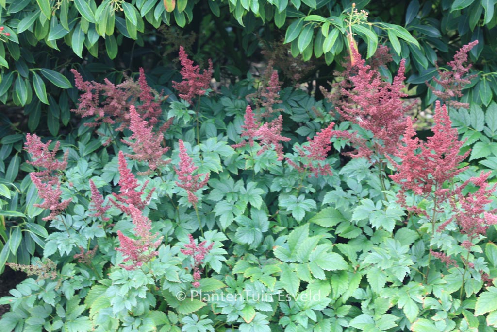 Astilbe ‘Glut’