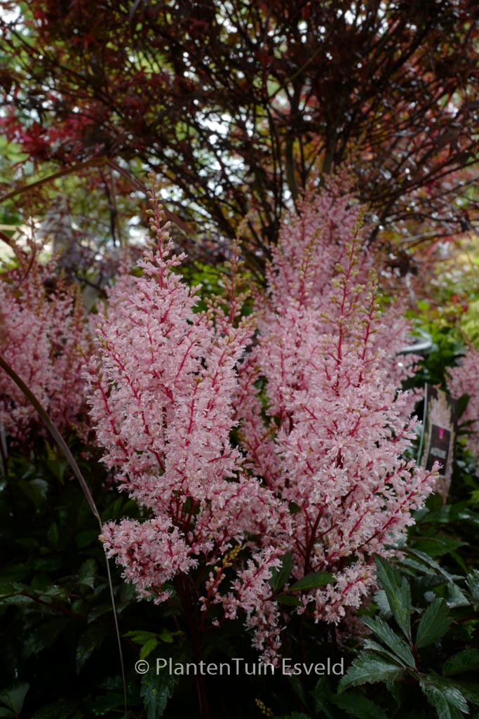 Astilbe ‘Look At Me’